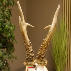 Rehgeweih Medaillenklasse Silber 514 g CIC 124,19 IP HL bis 26,2 cm hochkapitaler Bock Reh Geweih Gehörn