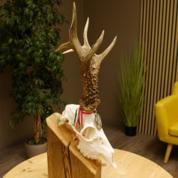 Rehgeweih Medaillenklasse Silber 514 g CIC 124,19 IP HL bis 26,2 cm hochkapitaler Bock Reh Geweih Gehörn