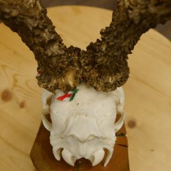 Rehgeweih Medaillenklasse Gold 524 g CIC 131,41 IP HL bis 25,5 cm hochkapitaler Bock Reh Geweih Gehörn