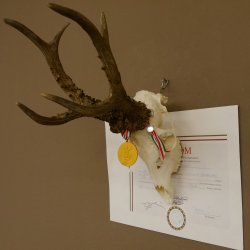 Rehgeweih Medaillenklasse Gold 524 g CIC 131,41 IP HL bis 25,5 cm hochkapitaler Bock Reh Geweih Gehörn