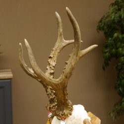 Rehgeweih Medaillenklasse Gold 524 g CIC 131,41 IP HL bis 25,5 cm hochkapitaler Bock Reh Geweih Gehörn