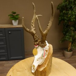 Rehgeweih Medaillenklasse Gold 524 g CIC 131,41 IP HL bis 25,5 cm hochkapitaler Bock Reh Geweih Gehörn