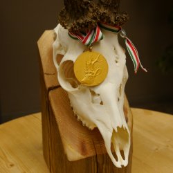 Rehgeweih Medaillenklasse Gold 524 g CIC 131,41 IP HL bis 25,5 cm hochkapitaler Bock Reh Geweih Gehörn