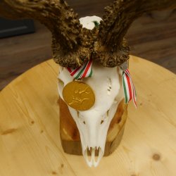 Rehgeweih Medaillenklasse Gold 524 g CIC 131,41 IP HL bis 25,5 cm hochkapitaler Bock Reh Geweih Gehörn