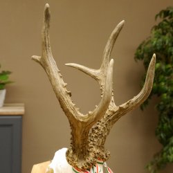 Rehgeweih Medaillenklasse Gold 524 g CIC 131,41 IP HL bis 25,5 cm hochkapitaler Bock Reh Geweih Gehörn