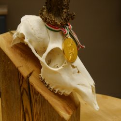 Rehgeweih Medaillenklasse Gold 524 g CIC 131,41 IP HL bis 25,5 cm hochkapitaler Bock Reh Geweih Gehörn