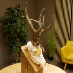 Rehgeweih Medaillenklasse Gold 524 g CIC 131,41 IP HL bis 25,5 cm hochkapitaler Bock Reh Geweih Gehörn