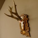 Rehgeweih Medaillenklasse Gold 520 g CIC 143,65 IP HL bis 28,3 cm hochkapitaler Bock Reh Geweih Gehörn