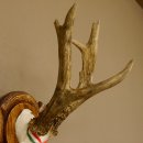 Rehgeweih Medaillenklasse Gold 520 g CIC 143,65 IP HL bis 28,3 cm hochkapitaler Bock Reh Geweih Gehörn