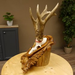 Rehgeweih Medaillenklasse Gold 520 g CIC 143,65 IP HL bis 28,3 cm hochkapitaler Bock Reh Geweih Gehörn