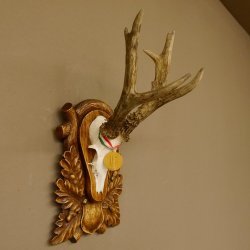 Rehgeweih Medaillenklasse Gold 520 g CIC 143,65 IP HL bis 28,3 cm hochkapitaler Bock Reh Geweih Gehörn