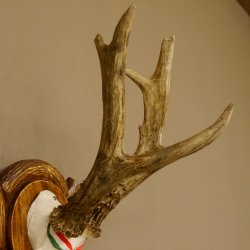 Rehgeweih Medaillenklasse Gold 520 g CIC 143,65 IP HL bis 28,3 cm hochkapitaler Bock Reh Geweih Gehörn