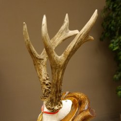 Rehgeweih Medaillenklasse Gold 520 g CIC 143,65 IP HL bis 28,3 cm hochkapitaler Bock Reh Geweih Gehörn