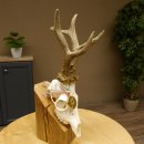 Rehgeweih Medaillenklasse Gold 601 g CIC 139,7 IP HL bis 23,1 cm hochkapitaler Bock Reh Geweih Gehörn