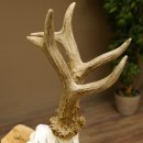 Rehgeweih Medaillenklasse Gold 601 g CIC 139,7 IP HL bis 23,1 cm hochkapitaler Bock Reh Geweih Gehörn