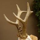 Rehgeweih Medaillenklasse Gold 601 g CIC 139,7 IP HL bis 23,1 cm hochkapitaler Bock Reh Geweih Gehörn