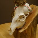 Rehgeweih Medaillenklasse Gold 601 g CIC 139,7 IP HL bis 23,1 cm hochkapitaler Bock Reh Geweih Gehörn