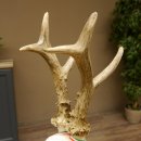 Rehgeweih Medaillenklasse Gold 601 g CIC 139,7 IP HL bis 23,1 cm hochkapitaler Bock Reh Geweih Gehörn