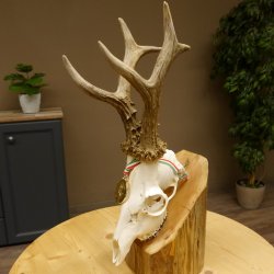 Rehgeweih Medaillenklasse Gold 601 g CIC 139,7 IP HL bis 23,1 cm hochkapitaler Bock Reh Geweih Gehörn