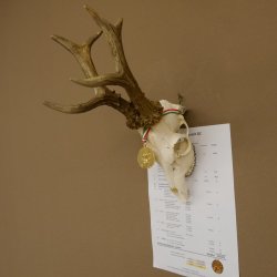 Rehgeweih Medaillenklasse Gold 601 g CIC 139,7 IP HL bis 23,1 cm hochkapitaler Bock Reh Geweih Gehörn