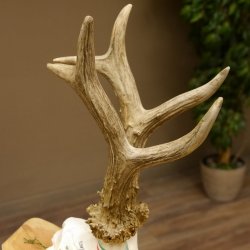 Rehgeweih Medaillenklasse Gold 601 g CIC 139,7 IP HL bis 23,1 cm hochkapitaler Bock Reh Geweih Gehörn