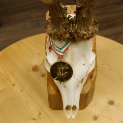 Rehgeweih Medaillenklasse Gold 601 g CIC 139,7 IP HL bis 23,1 cm hochkapitaler Bock Reh Geweih Gehörn