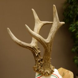 Rehgeweih Medaillenklasse Gold 601 g CIC 139,7 IP HL bis 23,1 cm hochkapitaler Bock Reh Geweih Gehörn