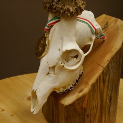 Rehgeweih Medaillenklasse Gold 601 g CIC 139,7 IP HL bis 23,1 cm hochkapitaler Bock Reh Geweih Gehörn