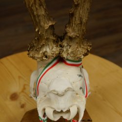 Rehgeweih Medaillenklasse Gold 601 g CIC 139,7 IP HL bis 23,1 cm hochkapitaler Bock Reh Geweih Gehörn