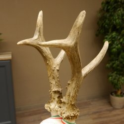 Rehgeweih Medaillenklasse Gold 601 g CIC 139,7 IP HL bis 23,1 cm hochkapitaler Bock Reh Geweih Gehörn