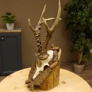 Rehgeweih Medaillenklasse Silber 400 g CIC 121,33 IP HL...