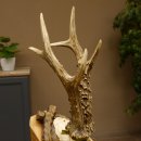 Rehgeweih Medaillenklasse Silber 400 g CIC 121,33 IP HL bis 27,1 cm hochkapitaler Bock Reh Geweih Gehörn Schild