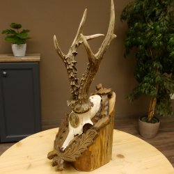 Rehgeweih Medaillenklasse Silber 400 g CIC 121,33 IP HL bis 27,1 cm hochkapitaler Bock Reh Geweih Gehörn Schild