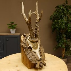 Rehgeweih Medaillenklasse Silber 400 g CIC 121,33 IP HL bis 27,1 cm hochkapitaler Bock Reh Geweih Gehörn Schild