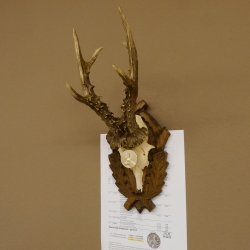 Rehgeweih Medaillenklasse Silber 400 g CIC 121,33 IP HL bis 27,1 cm hochkapitaler Bock Reh Geweih Gehörn Schild