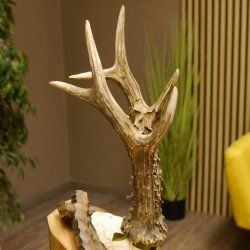 Rehgeweih Medaillenklasse Silber 400 g CIC 121,33 IP HL bis 27,1 cm hochkapitaler Bock Reh Geweih Gehörn Schild