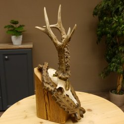 Rehgeweih Medaillenklasse Silber 400 g CIC 121,33 IP HL bis 27,1 cm hochkapitaler Bock Reh Geweih Gehörn Schild