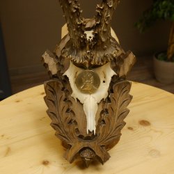 Rehgeweih Medaillenklasse Silber 400 g CIC 121,33 IP HL bis 27,1 cm hochkapitaler Bock Reh Geweih Gehörn Schild