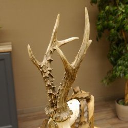 Rehgeweih Medaillenklasse Silber 400 g CIC 121,33 IP HL bis 27,1 cm hochkapitaler Bock Reh Geweih Gehörn Schild