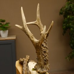 Rehgeweih Medaillenklasse Silber 400 g CIC 121,33 IP HL bis 27,1 cm hochkapitaler Bock Reh Geweih Gehörn Schild