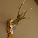 Rehgeweih Medaillenklasse Silber 430 g CIC 123,63 IP HL bis 25,6 cm hochkapitaler Bock Reh Geweih Gehörn Schild