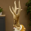 Rehgeweih Medaillenklasse Silber 430 g CIC 123,63 IP HL bis 25,6 cm hochkapitaler Bock Reh Geweih Gehörn Schild