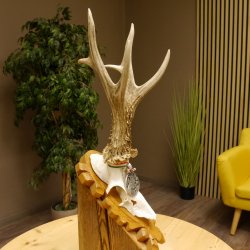 Rehgeweih Medaillenklasse Silber 430 g CIC 123,63 IP HL bis 25,6 cm hochkapitaler Bock Reh Geweih Gehörn Schild