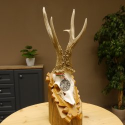 Rehgeweih Medaillenklasse Silber 430 g CIC 123,63 IP HL bis 25,6 cm hochkapitaler Bock Reh Geweih Gehörn Schild