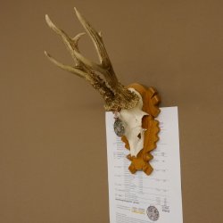 Rehgeweih Medaillenklasse Silber 430 g CIC 123,63 IP HL bis 25,6 cm hochkapitaler Bock Reh Geweih Gehörn Schild