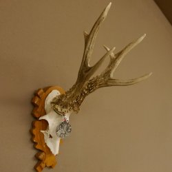 Rehgeweih Medaillenklasse Silber 430 g CIC 123,63 IP HL bis 25,6 cm hochkapitaler Bock Reh Geweih Gehörn Schild