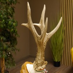 Rehgeweih Medaillenklasse Silber 430 g CIC 123,63 IP HL bis 25,6 cm hochkapitaler Bock Reh Geweih Gehörn Schild