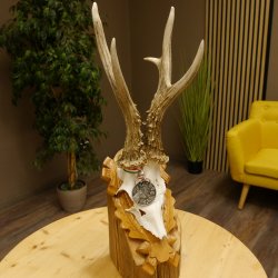 Rehgeweih Medaillenklasse Silber 430 g CIC 123,63 IP HL bis 25,6 cm hochkapitaler Bock Reh Geweih Gehörn Schild