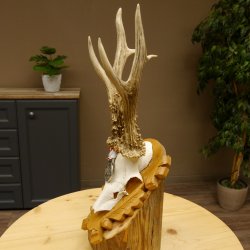 Rehgeweih Medaillenklasse Silber 430 g CIC 123,63 IP HL bis 25,6 cm hochkapitaler Bock Reh Geweih Gehörn Schild