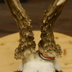 Rehgeweih Medaillenklasse Silber 430 g CIC 123,63 IP HL bis 25,6 cm hochkapitaler Bock Reh Geweih Gehörn Schild